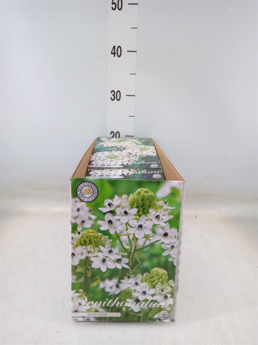 <h4>Flowerbulbs, corns or tubers   ...</h4>