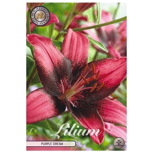 lilium Purple Dream x2 16/18