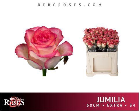 <h4>R GR JUMILIA 034</h4>