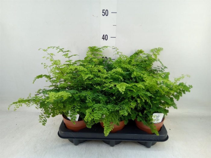 <h4>Adiantum raddi. 'Fritz-Luthi'</h4>