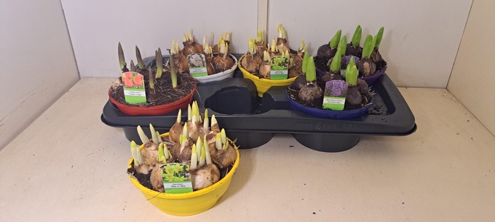 <h4>BOLBLOEMEN GEM</h4>