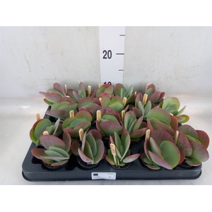 Kalanchoe NF thyrsiflora