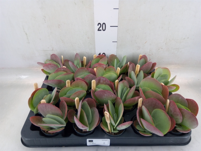 <h4>Kalanchoe NF thyrsiflora</h4>