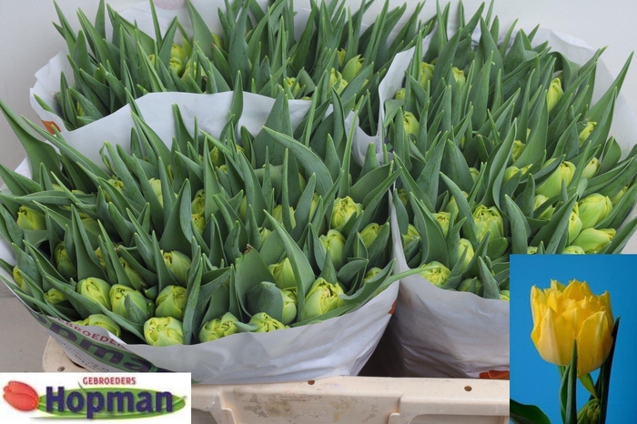 <h4>TU DU MARIE JO</h4>