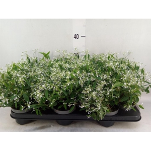 Euphorbia  'Loreen Compact White'