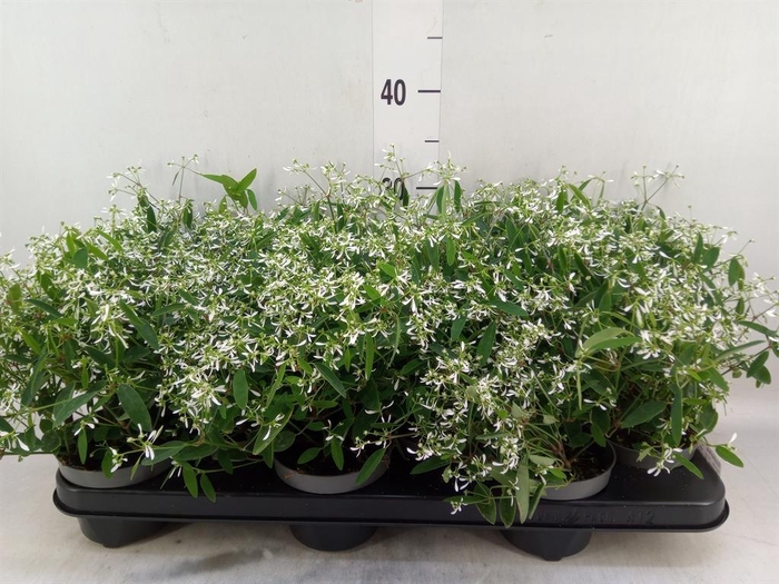 <h4>Euphorbia  'Loreen Compact White'</h4>