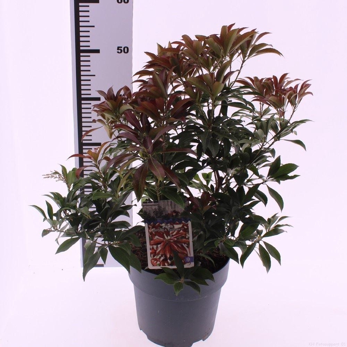 <h4>Pieris japonica 'Katsura'</h4>