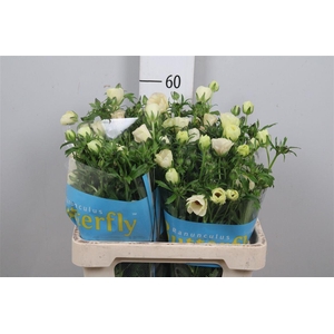 Ran Butterfly Melissa