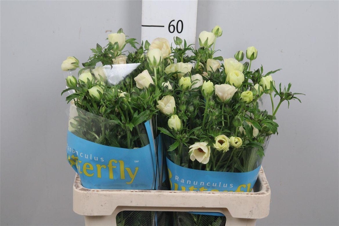 <h4>Ran Butterfly Melissa</h4>