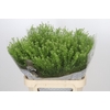 Lepidium Green Dragon