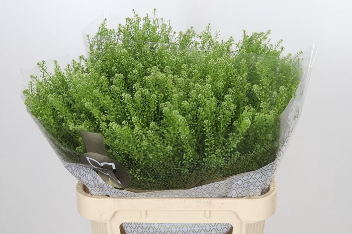 Lepidium Green Dragon