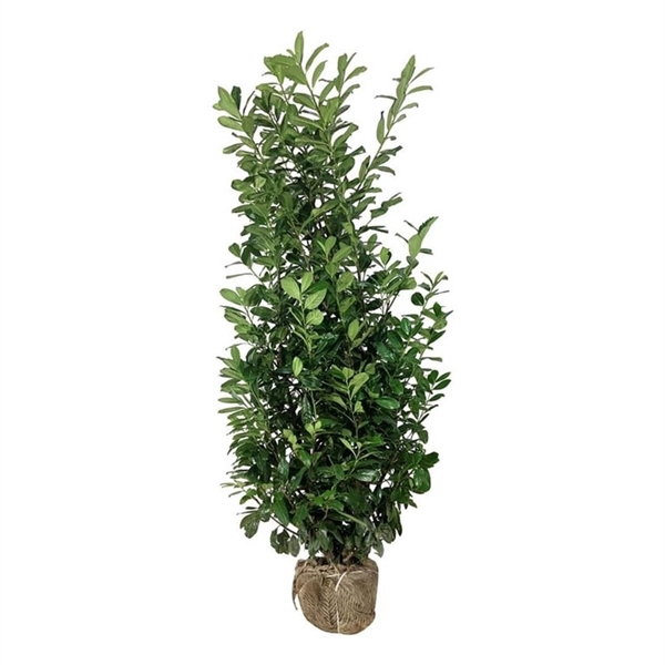 <h4>Prunus laur. 'Novita'</h4>