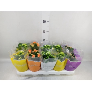 Kalanchoe blos.   ..rosebud mix  4