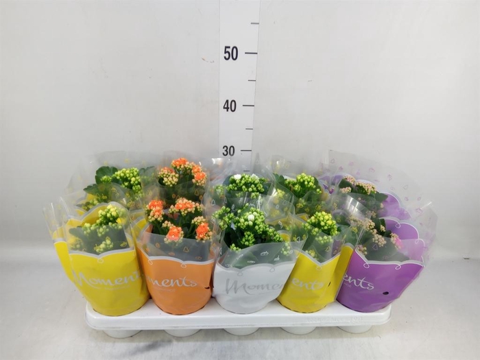 <h4>Kalanchoe blos. ..rosebud mix 4</h4>