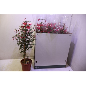 Fuchsia Ov Pink Op Stam