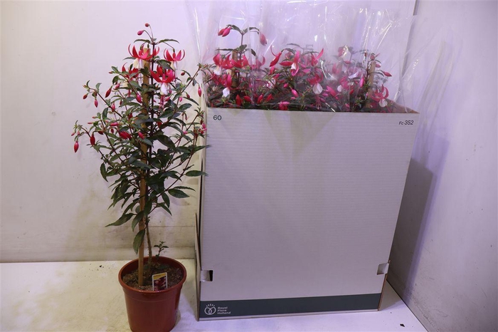 <h4>Fuchsia Ov Pink Op Stam</h4>