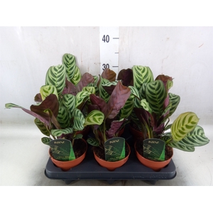 Ctenanthe burle-marxii