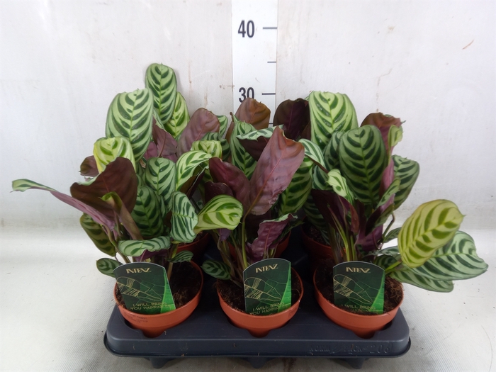 <h4>Ctenanthe burle-marxii</h4>
