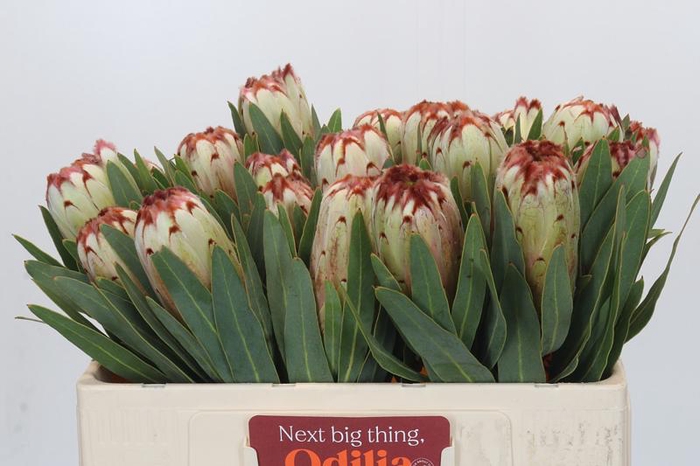 <h4>Protea Aurumn</h4>