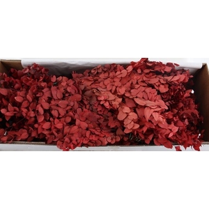 PF EUCA STUARTIANA RED BS 150GR