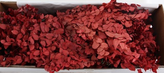 <h4>PF EUCA STUARTIANA RED BS 150GR</h4>