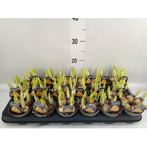 Narcissus DU 'Tete Boucle'