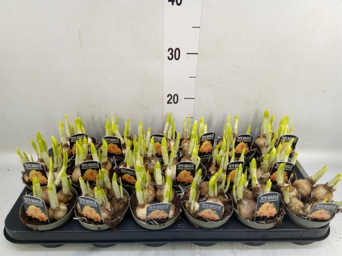 <h4>Narcissus DU 'Tete Boucle'</h4>