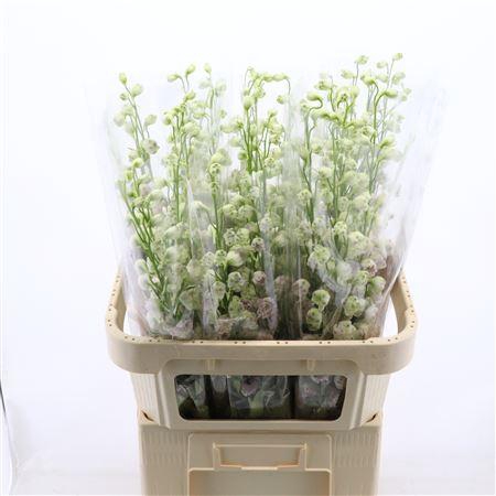 <h4>Delphinium Lady</h4>