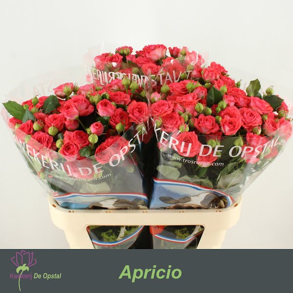 <h4>R Tr Apricio Opstal</h4>