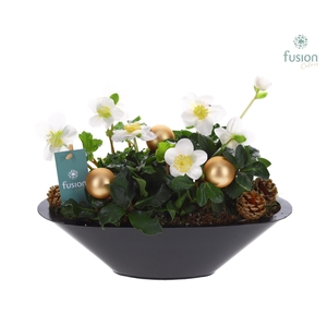 Schaal zink antraciet Kerst met Helleborus