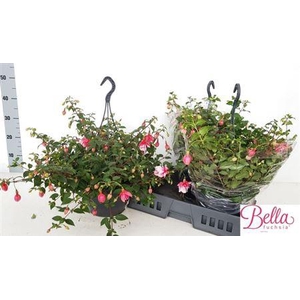 Fuchsia El Camino