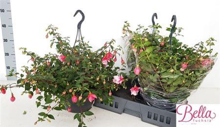 <h4>Fuchsia El Camino</h4>
