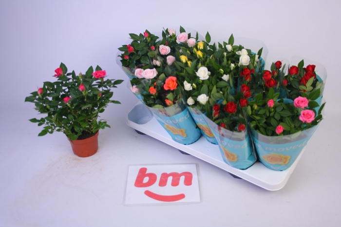 <h4>RO B MONDE GEM 7 SRT</h4>