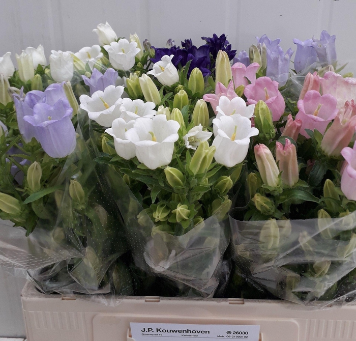 <h4>Camp med gemengd</h4>