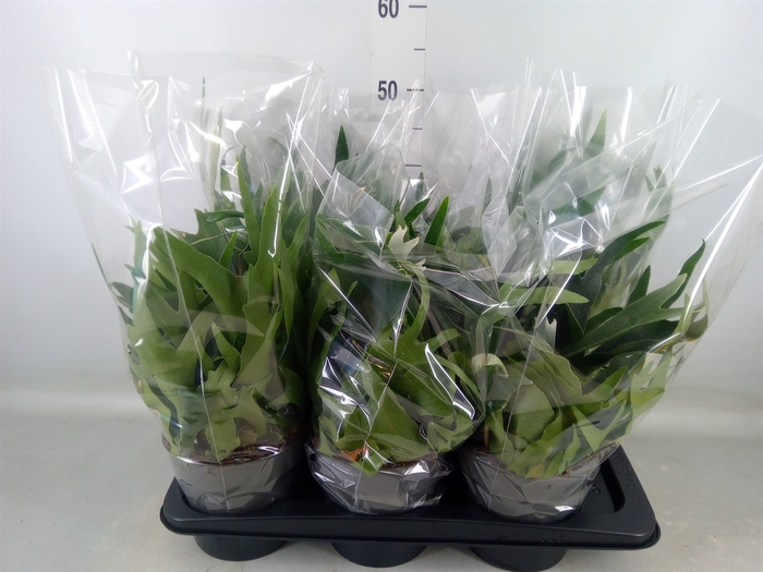 <h4>Platycerium bifurc.</h4>