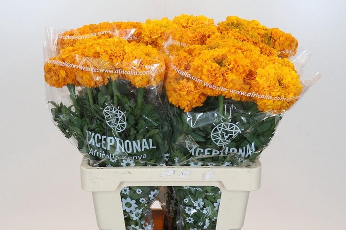<h4>Tagetes Marigold Promise Light Orange</h4>