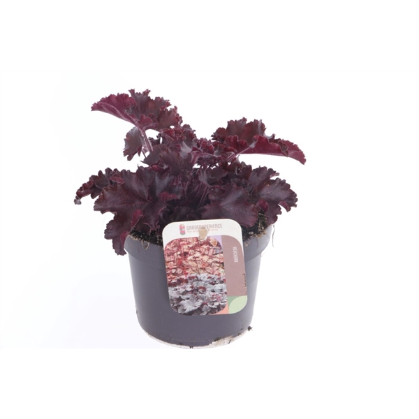 <h4>Heuchera Melting Fire</h4>