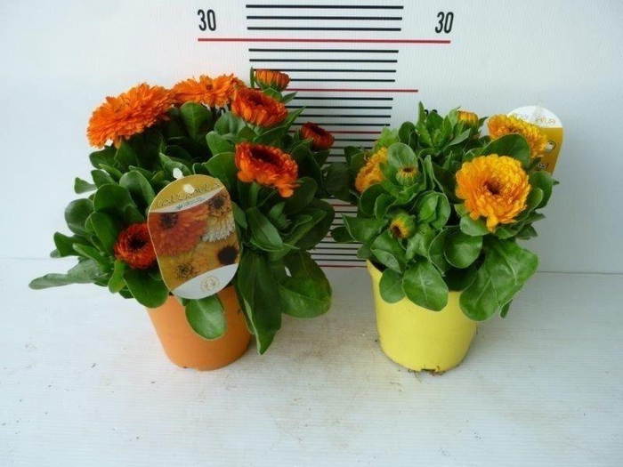 <h4>Calendula offic.</h4>