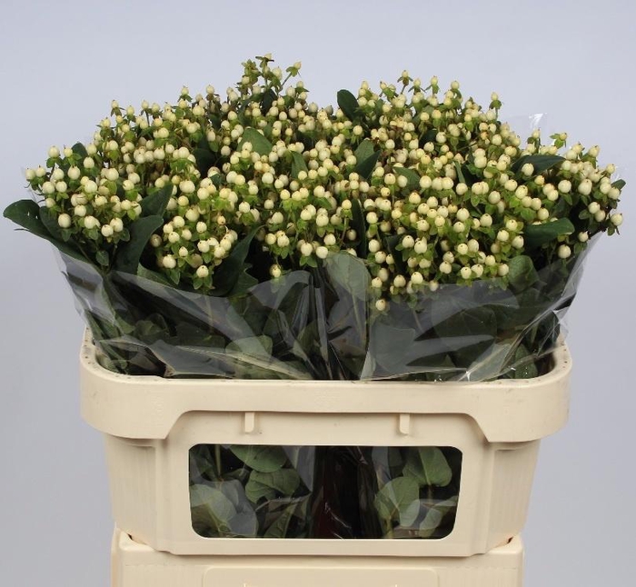 <h4>HYP ANDROSAEMUM OV</h4>