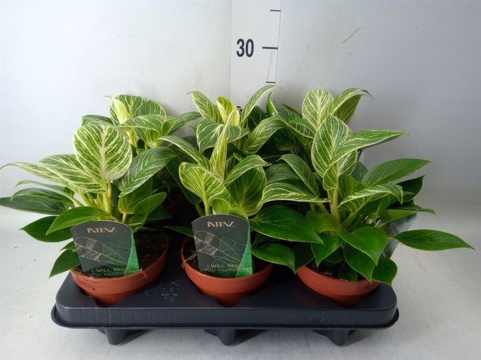 <h4>Philodendron ...</h4>