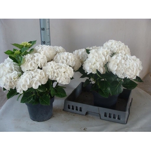 Hydrangea mac.   ...