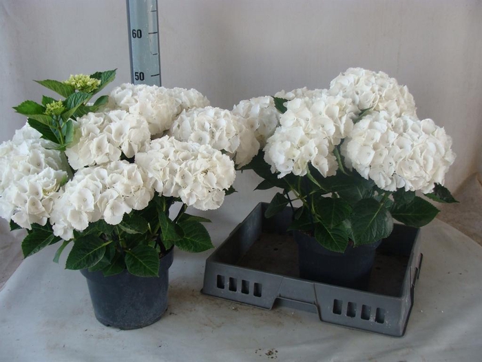 <h4>Hydrangea mac.   ...</h4>