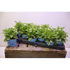 Myos Sy Mon Ami White