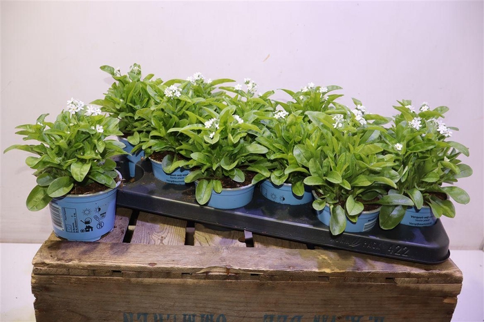 <h4>Myos Sy Mon Ami White</h4>