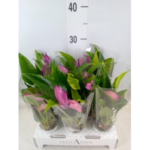 Anthurium  'Zizou'