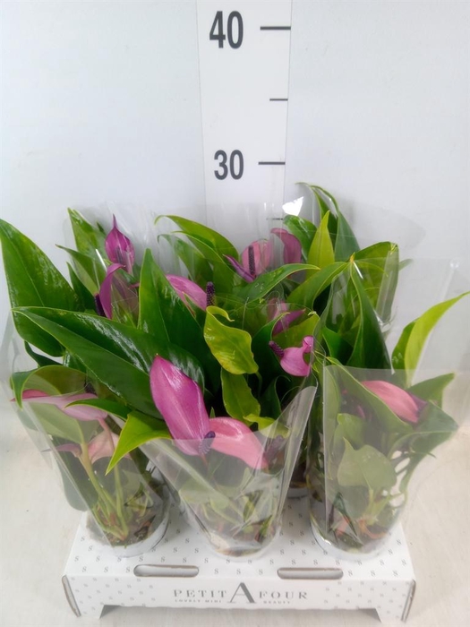 <h4>Anthurium 'Zizou'</h4>