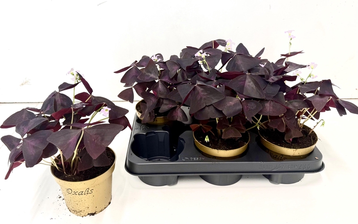 <h4>OXALIS TRIANGULARIS</h4>