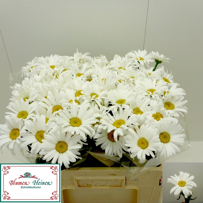 <h4>LEUC S WHITE SPIDER</h4>