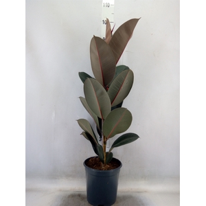 Ficus elastica 'Abidjan'