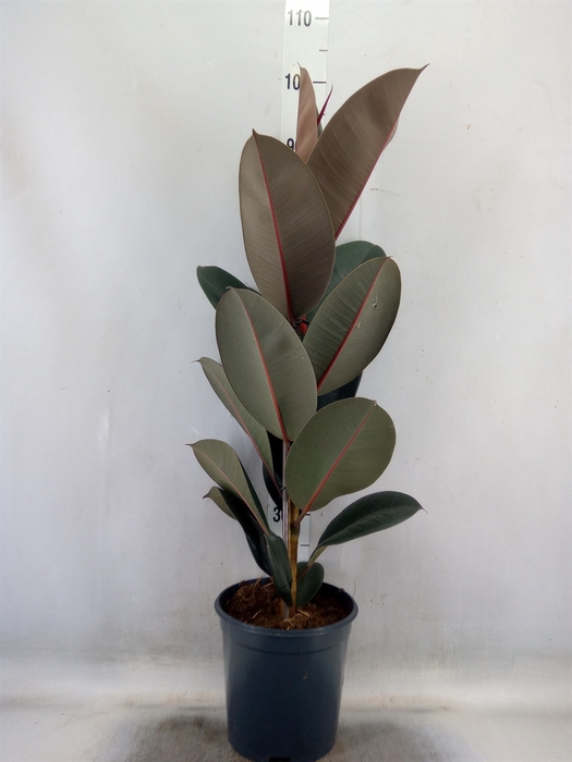 <h4>Ficus elastica 'Abidjan'</h4>
